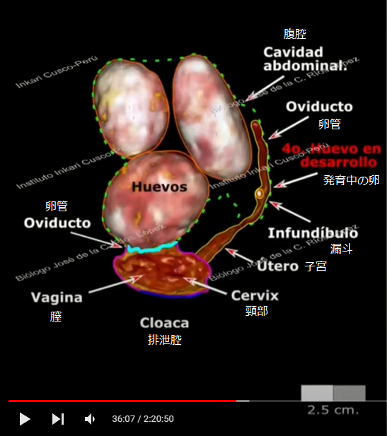 三本指のミイラ：4番目の卵と生殖器系